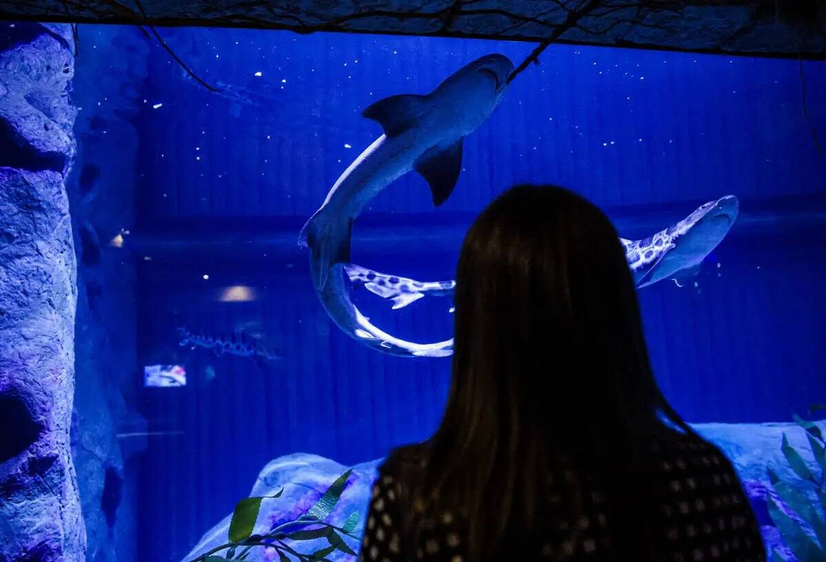 Madison Wilbanks, del equipo de relaciones públicas de MGM, observa tiburones leopardo en el a ...