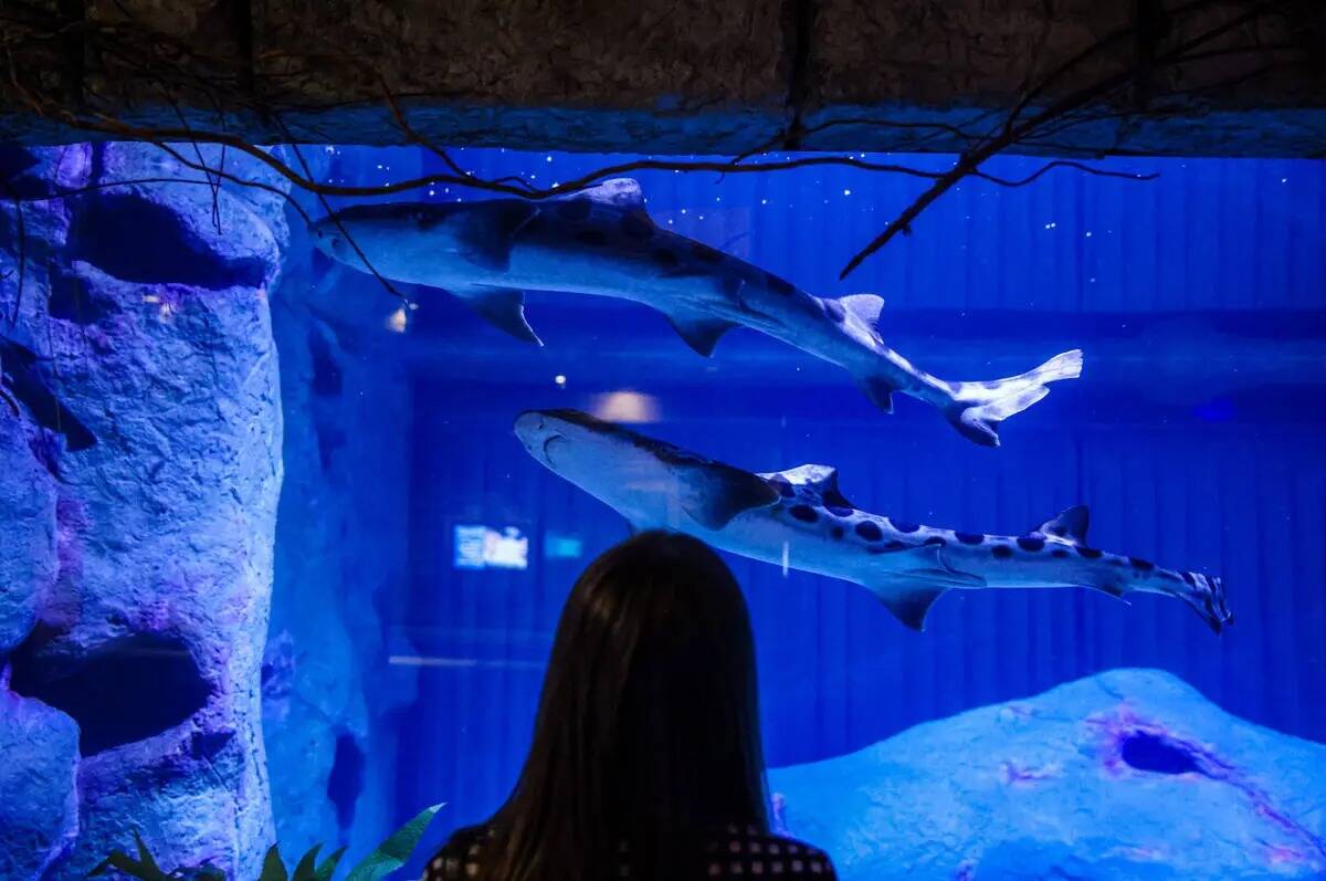 Madison Wilbanks, del equipo de relaciones públicas de MGM, observa tiburones leopardo en el a ...
