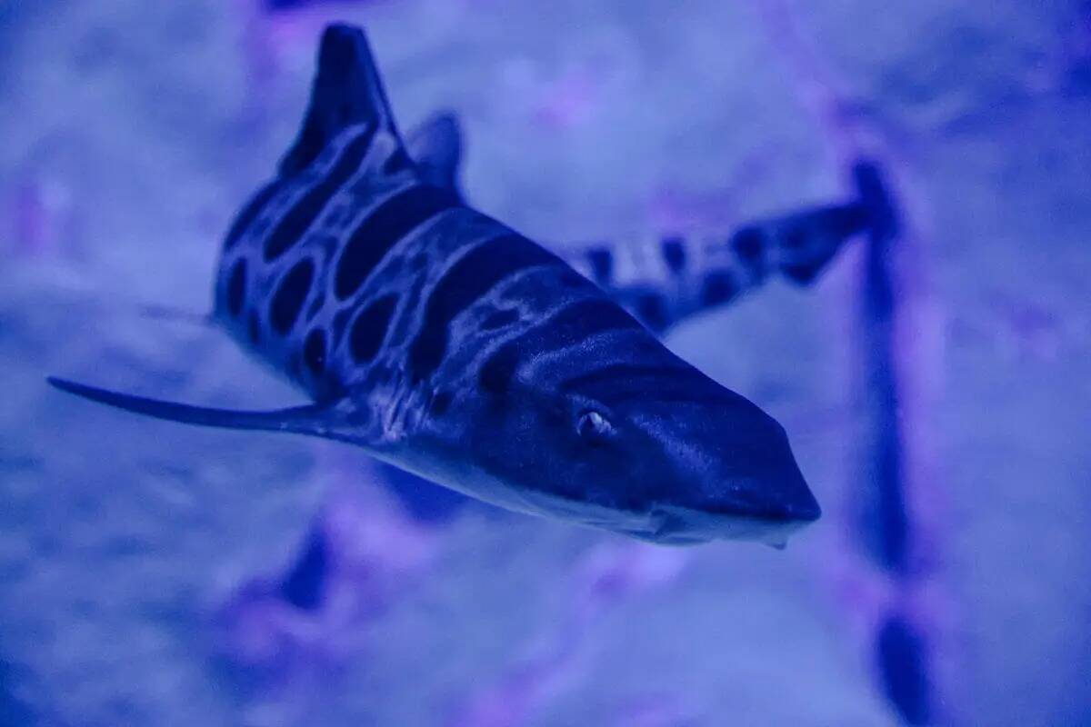 Un tiburón leopardo en el acuario Shark Reef del hotel-casino Mandalay Bay de Las Vegas, el ju ...