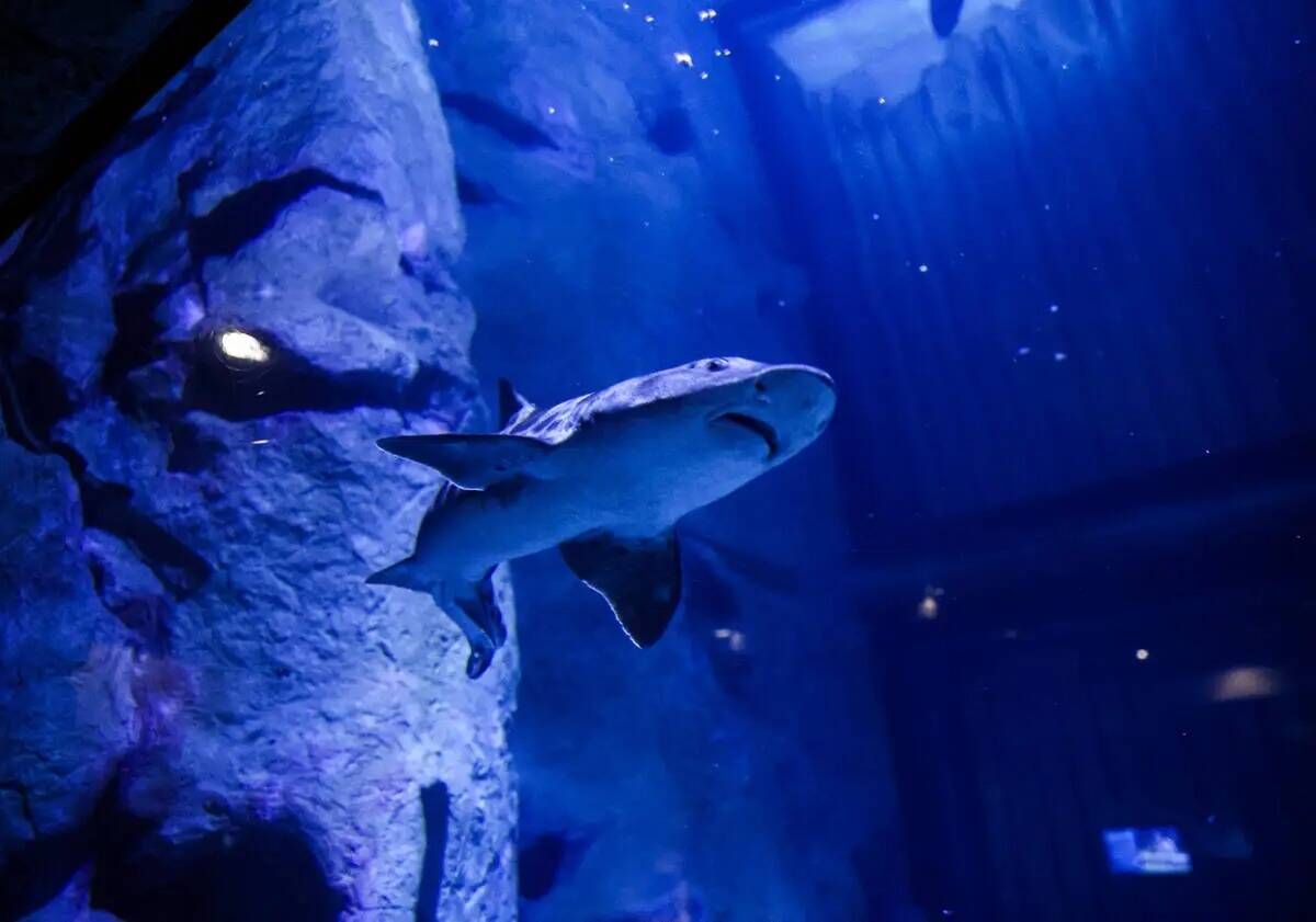 Un tiburón leopardo en el acuario Shark Reef del hotel-casino Mandalay Bay de Las Vegas, el ju ...