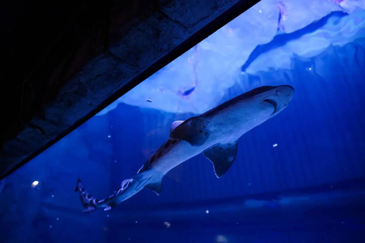 Un tiburón leopardo en el acuario Shark Reef del hotel-casino Mandalay Bay de Las Vegas, el ju ...