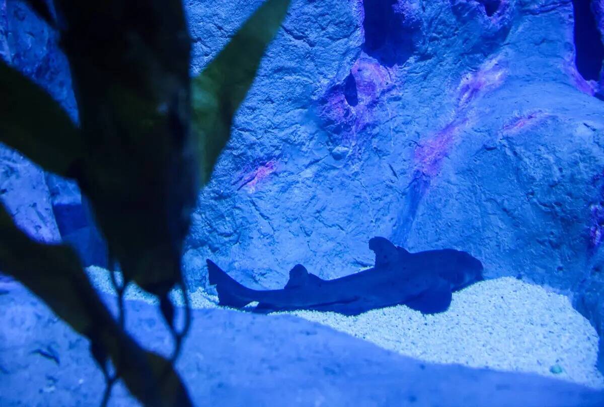 Un tiburón cuerno en el acuario Shark Reef del hotel-casino Mandalay Bay de Las Vegas, el juev ...
