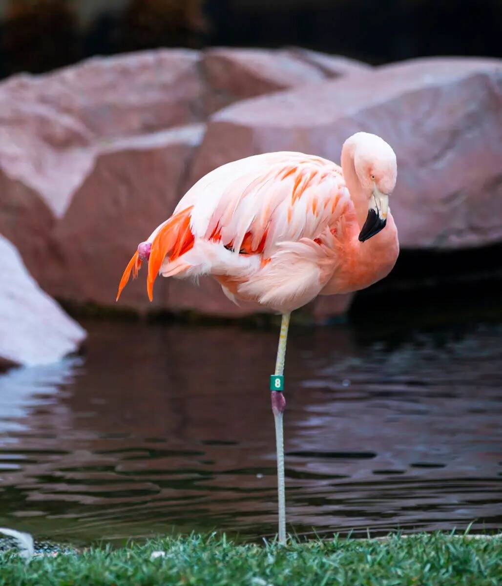 Un flamingo se relaja en Flamingo Wildlife Habitat de Las Vegas. (Chase Stevens/Las Vegas Revie ...