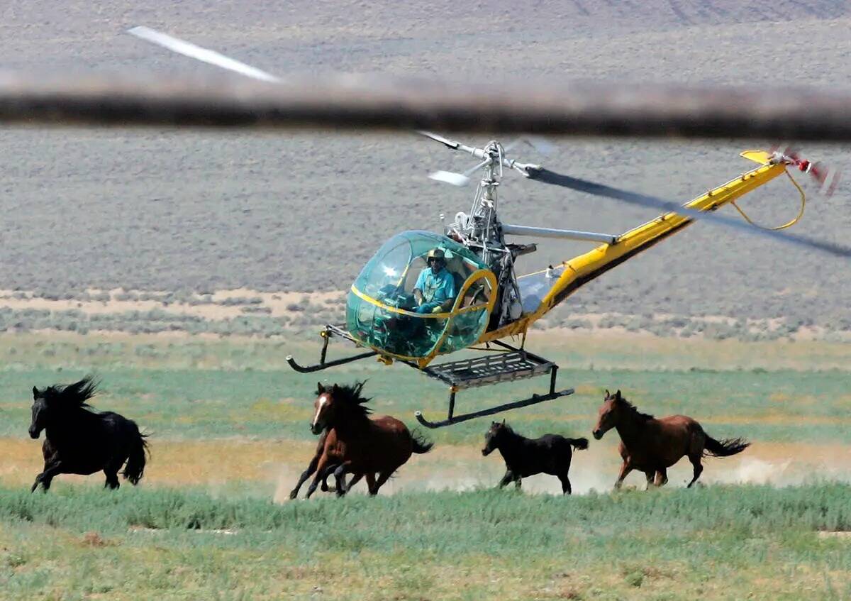 Un piloto de helicóptero ganadero acorrala a los caballos salvajes de la zona de gestión de m ...