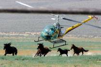 Un piloto de helicóptero ganadero acorrala a los caballos salvajes de la zona de gestión de m ...