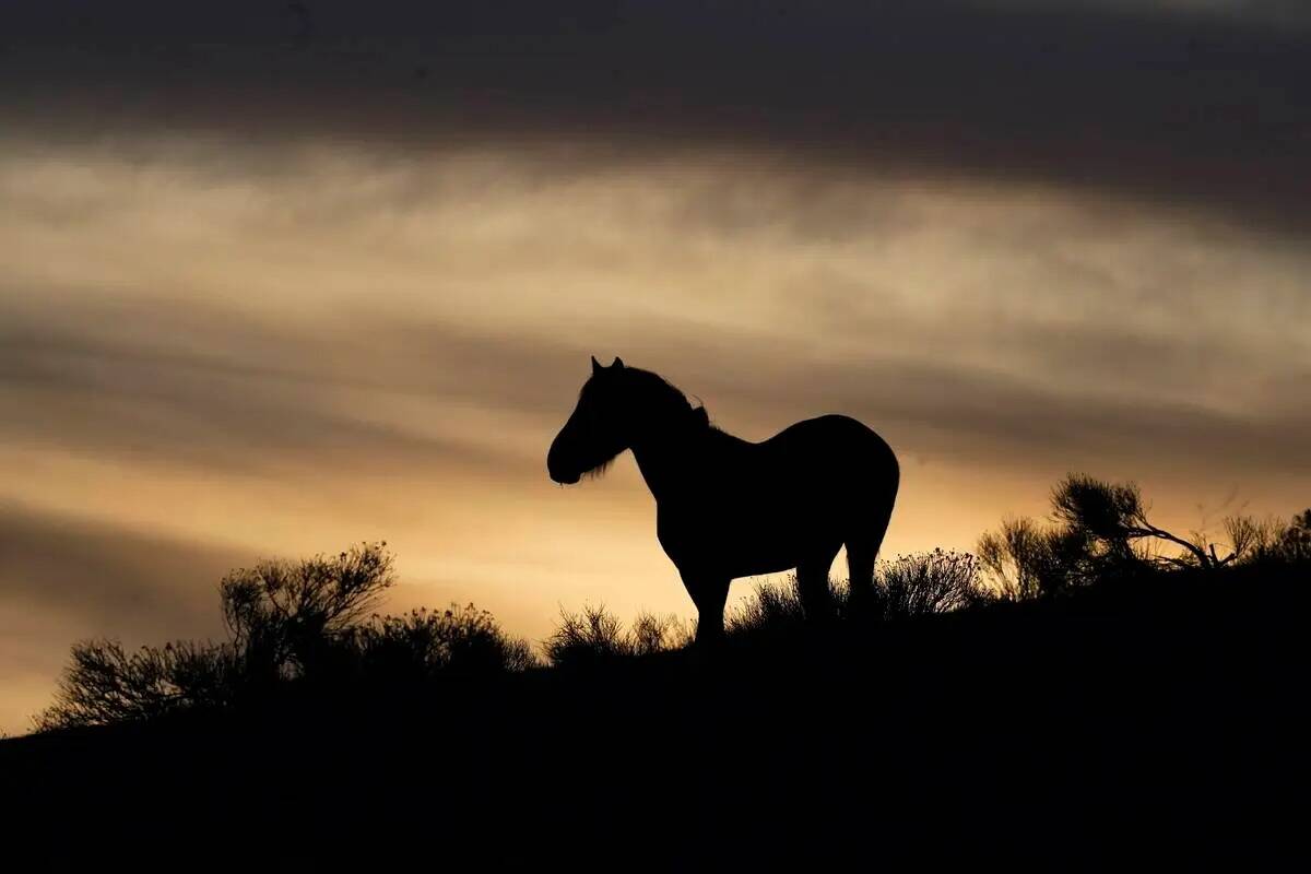 Un caballo salvaje en una ladera de la reserva india Paiute-Shoshone de Fort McDermitt, el 24 d ...