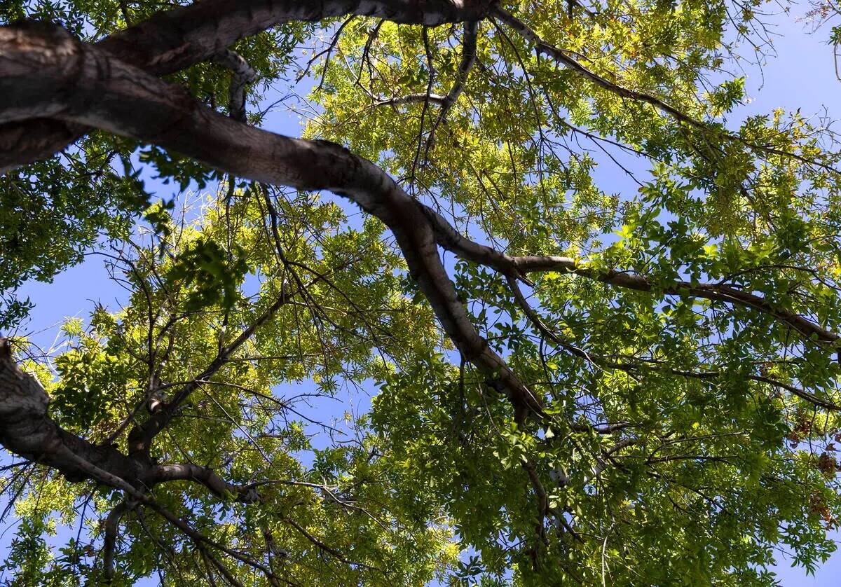 Un cielo azul se ve a través de las ramas de un árbol a lo largo de Green Valley Parkway el j ...