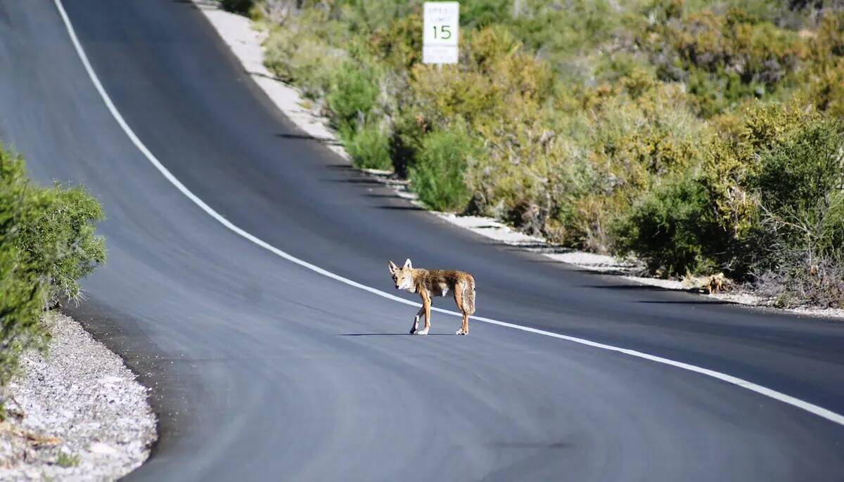 Un coyote cruza la carretera en la zona del área de picnic Willow Springs de Red Rock durante ...