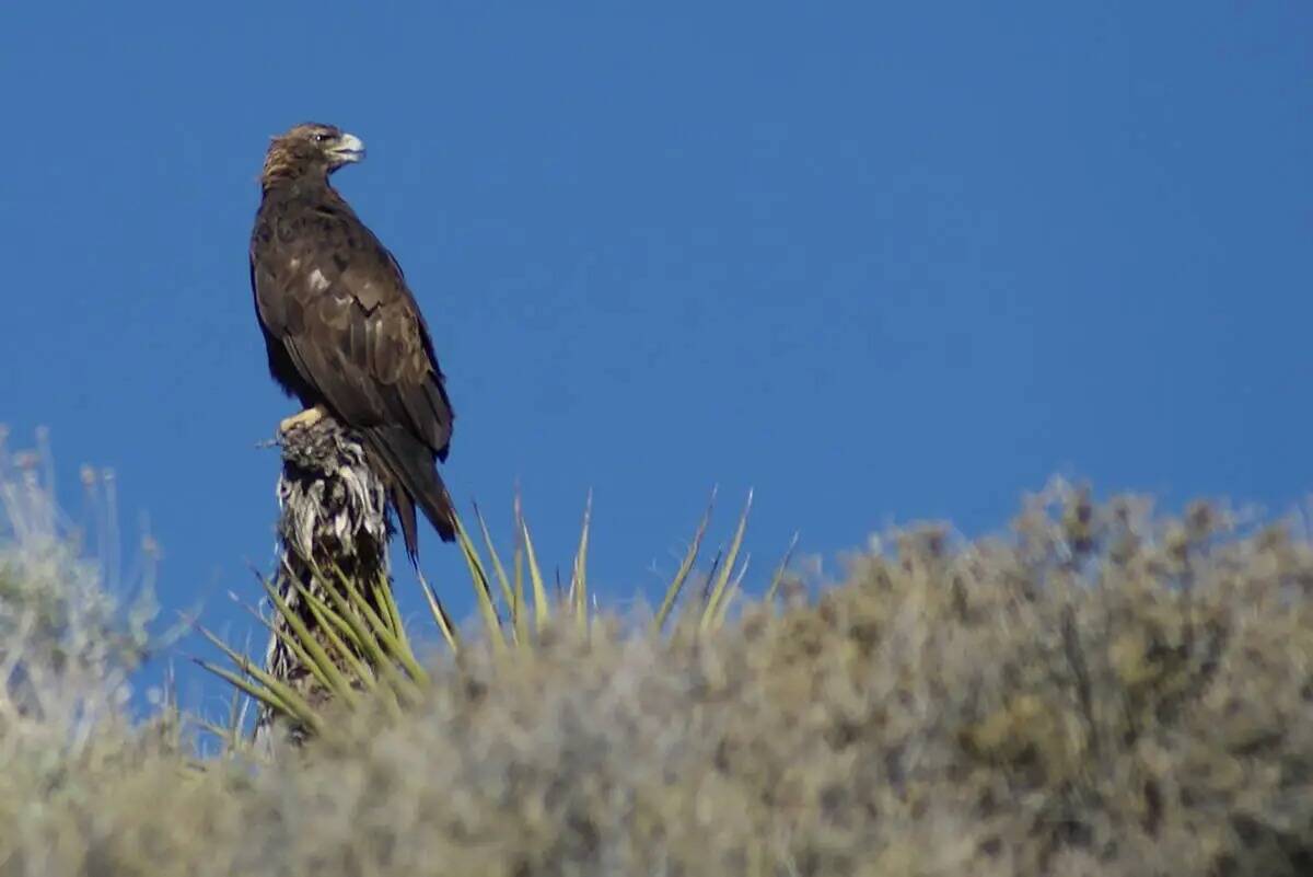 Un águila real en una visita a Red Rock durante un verano anterior. (Natalie Burt/Especial par ...