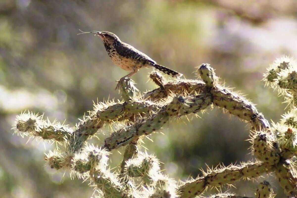 La matraca de los cactus es una de las especies de aves que construyen nidos y crían familias ...