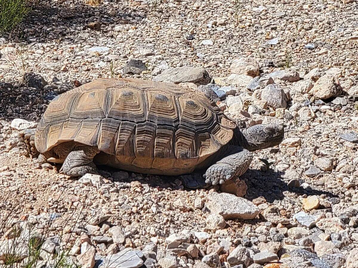 Las tortugas del desierto rescatadas y rehabilitadas pueden verse cuando salen de sus madriguer ...