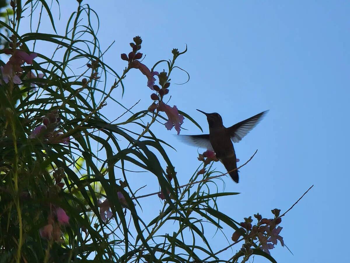 Un colibrí se alimenta de un sauce del desierto a finales de junio en el área de picnic Willo ...