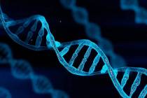 Los científicos han descubierto que los cromosomas no solo proporcionan los componentes básic ...
