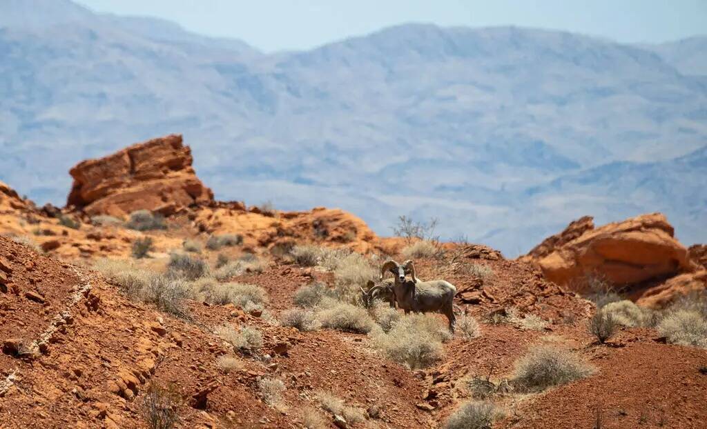 Un borrego cimarrón recorre las tierras del Valley of Fire State Park el martes 8 de junio de ...