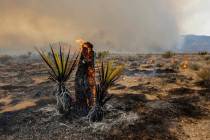 Un árbol de Josué arde el domingo 30 de julio de 2023 en la Reserva Nacional de Mojave, Calif ...