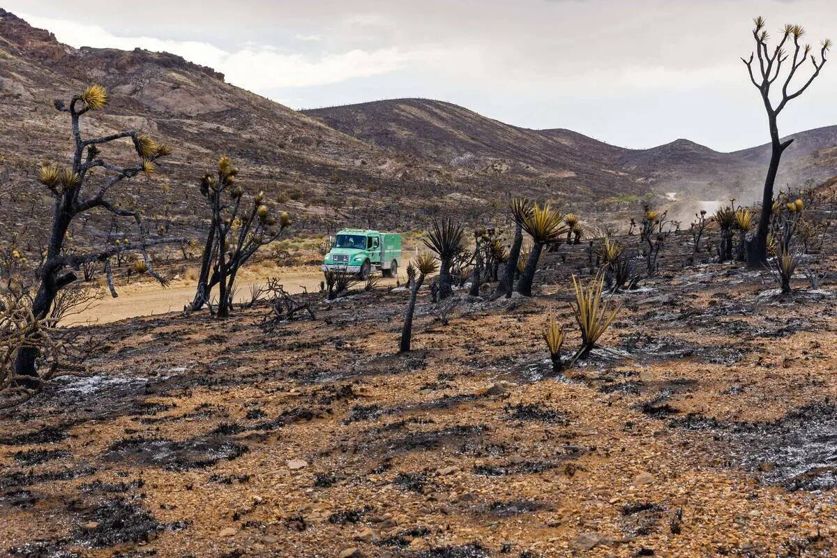 Una plataforma de hierba navega a lo largo de los miles de yucas y árboles de Joshua quemados ...