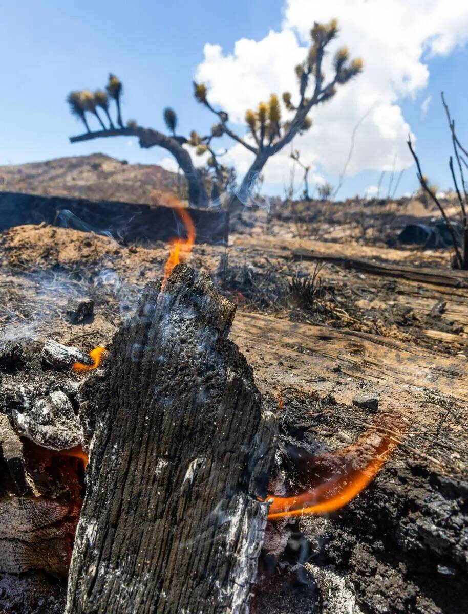 Focos de fuego permanecen entre yucas quemadas y árboles de Joshua mientras los bomberos traba ...