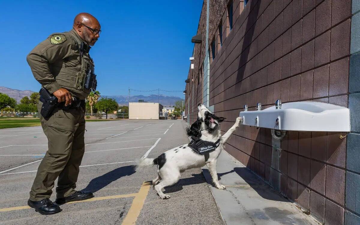 Oreo, el perro K-9 del Departamento de Policía del Distrito Escolar del Condado Clark, indica ...