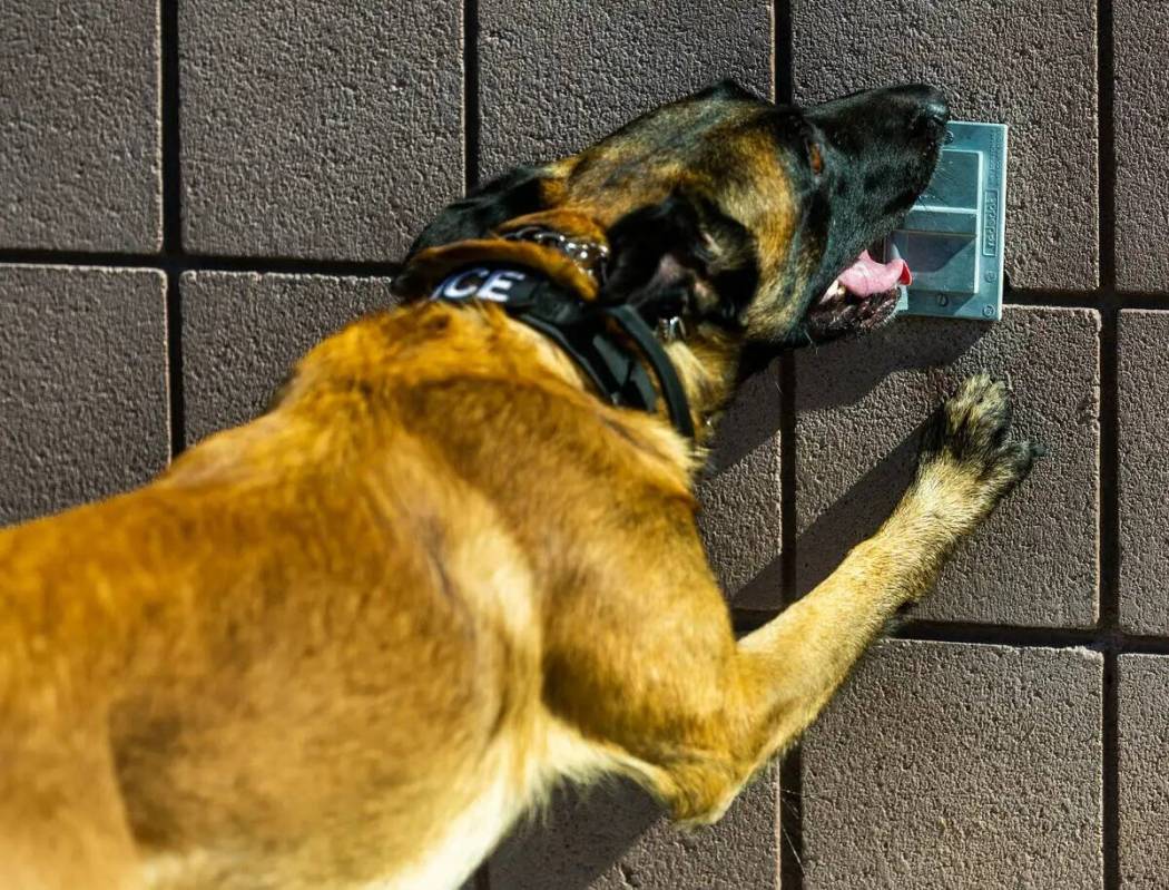 El perro K-9 del Departamento de Policía del Distrito Escolar del Condado Clark, Ace, indica a ...