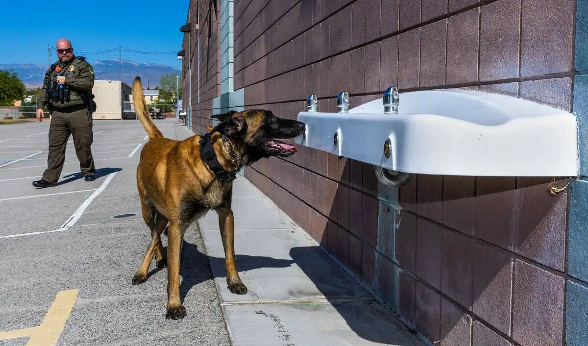 El perro K-9 del Departamento de Policía del Distrito Escolar del Condado Clark, Ace, señala ...