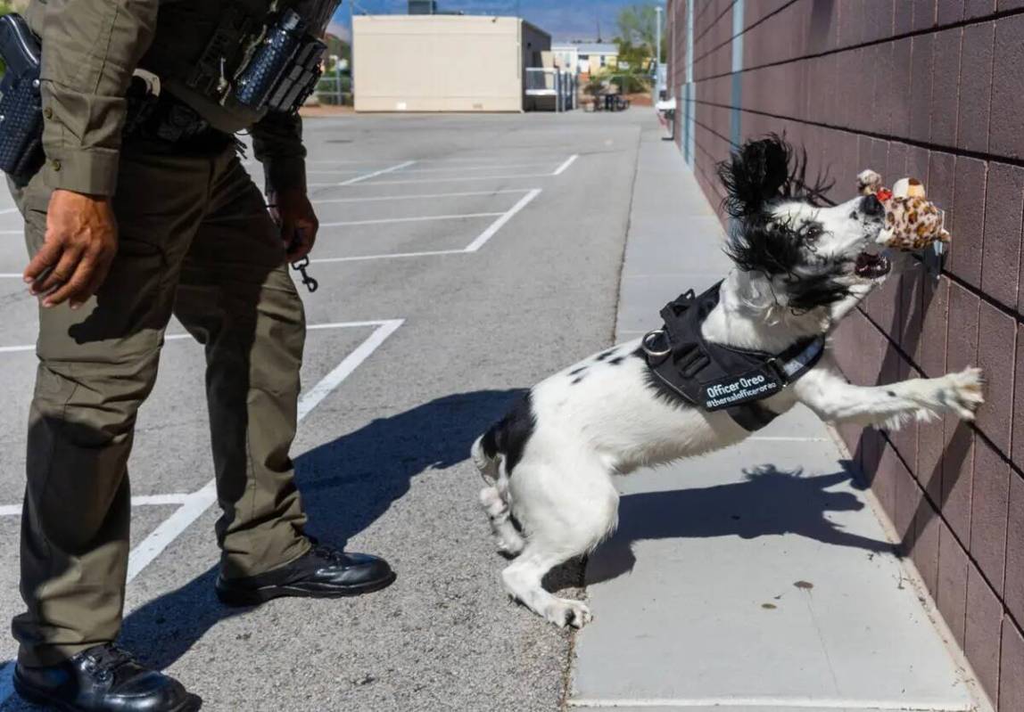 Oreo, el perro K-9 del Departamento de Policía del Distrito Escolar del Condado Clark, recibe ...