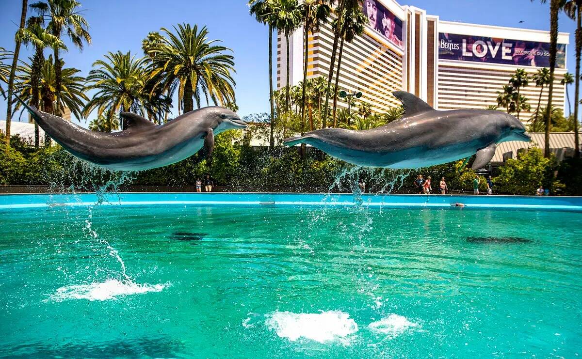 Los delfines saltan por los aires en el Siegfried & Roy's Secret Garden and Dolphin Habitat den ...