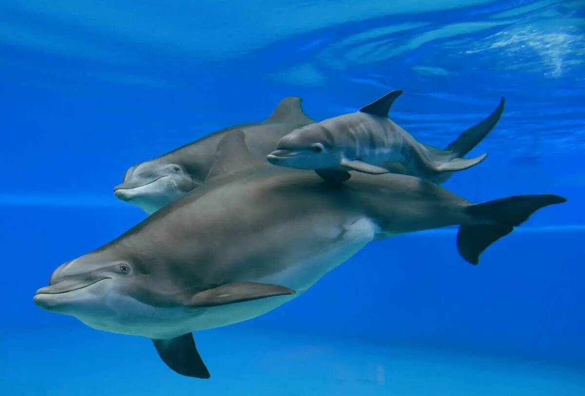 Las tres generaciones de delfines de The Mirage: Huf n Puf, Calf y Duchess (Kathryn Curreri/The ...