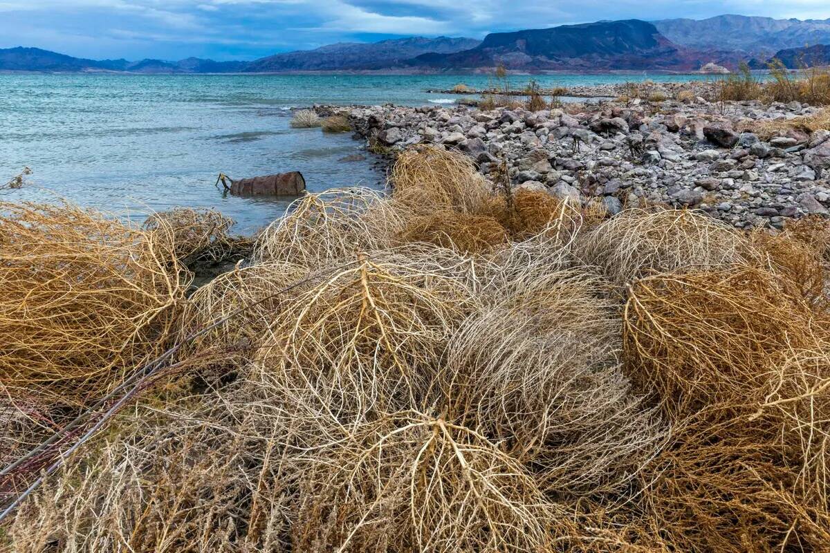 Un barril expuesto cerca de plantas rodadoras en el Lago Mead, en Boulder Beach, en el Área Re ...