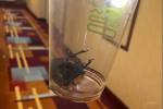 Familia encuentra un murciélago en la habitación de un hotel del Strip, según una demanda