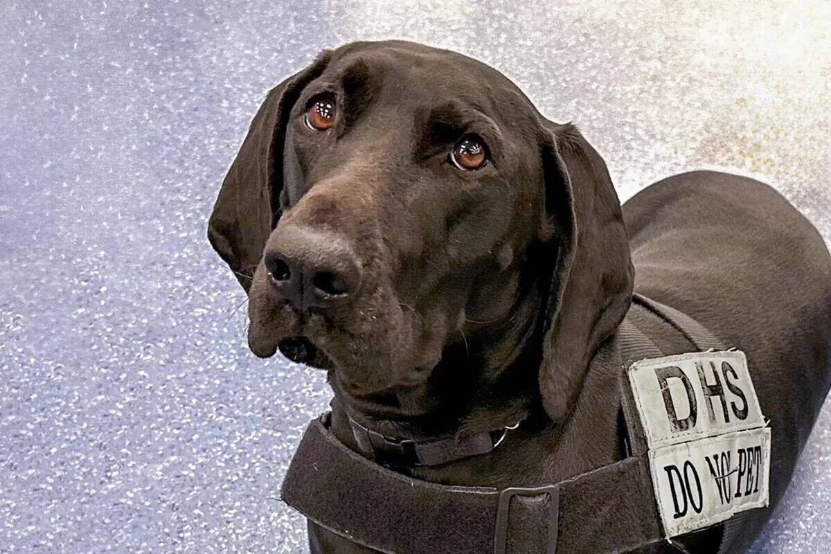 Dina, una perra pointer alemana de pelo corto y 3 años de edad que detecta explosivos en el Ae ...