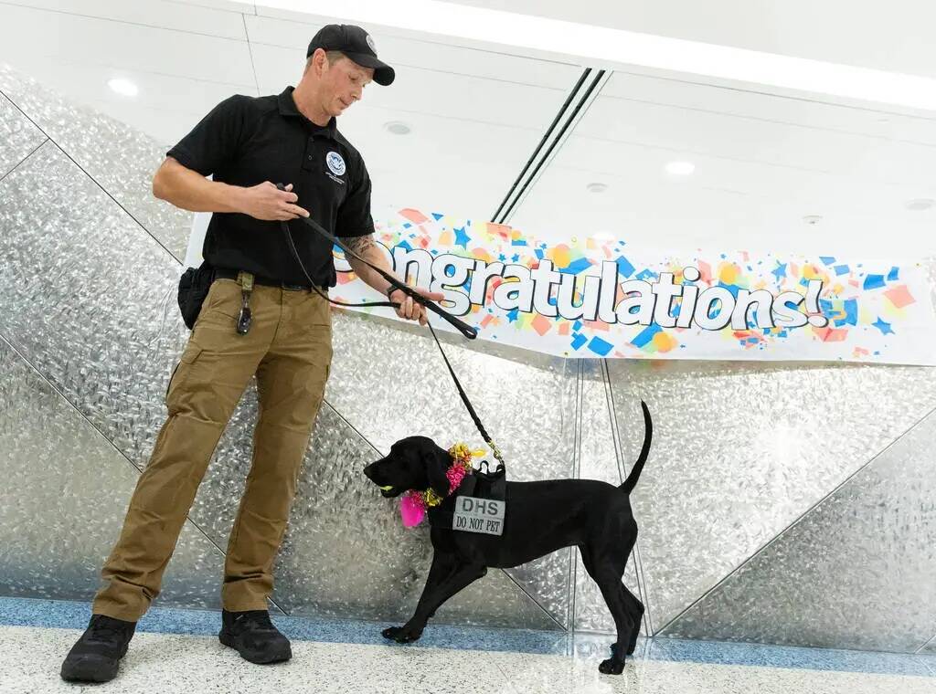 Dina, una canina de detección de explosivos de la Administración de Seguridad en el Transport ...