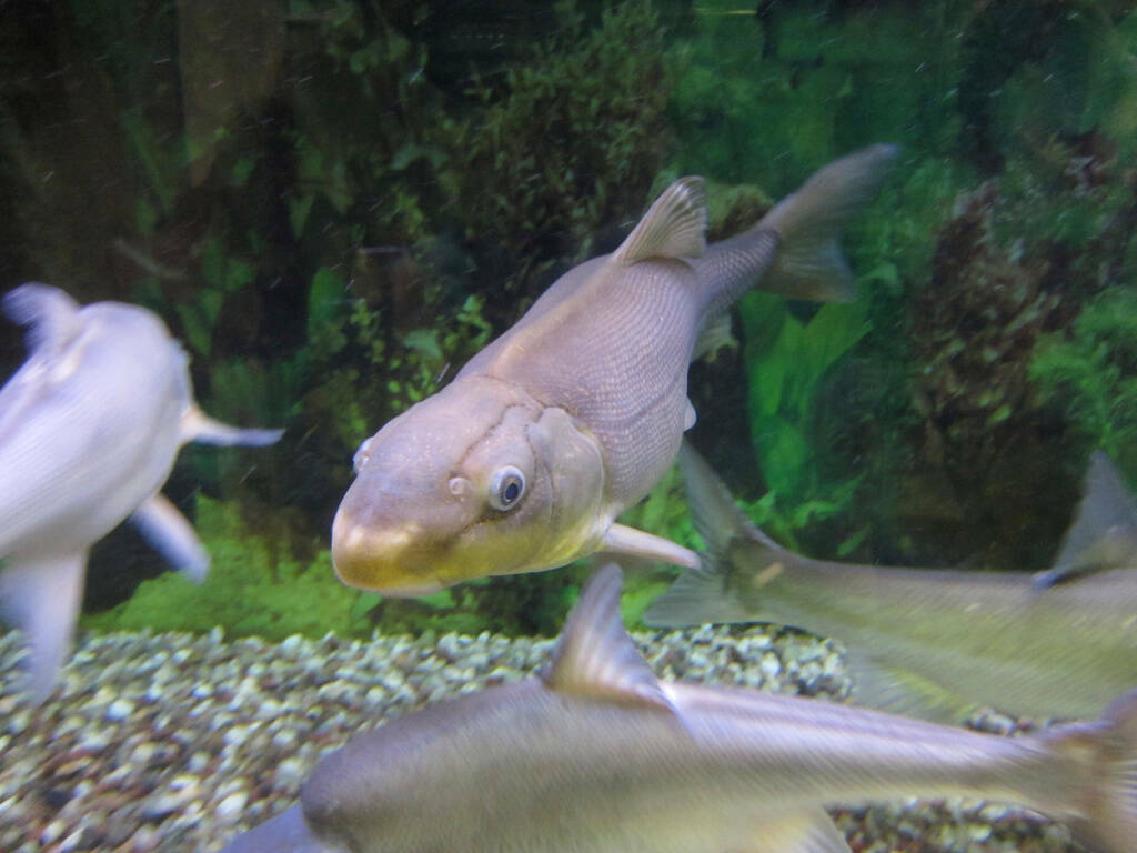 Un matalote jorobado del río Colorado nada en un tanque en la oficina del Servicio de Pesca y ...