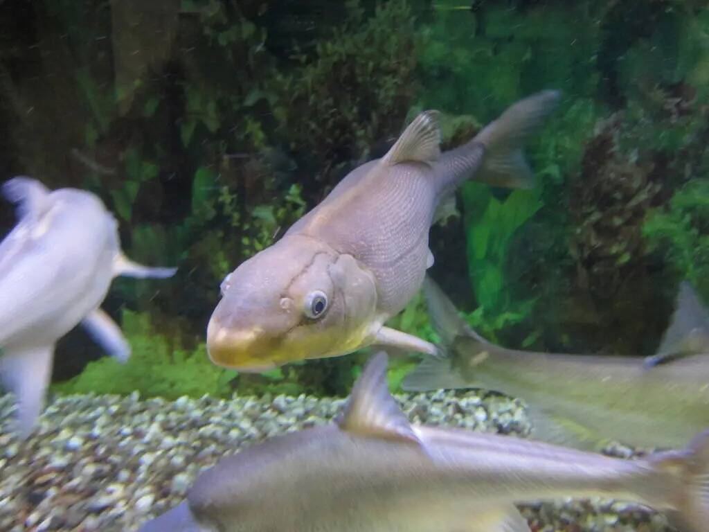 Un pez razorback sucker del río Colorado se muestra nadando en un tanque en la oficina del Ser ...