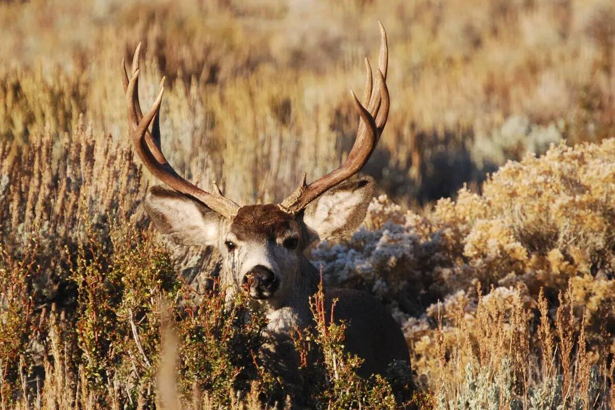 Esta foto sin fecha proporcionada por el Departamento de Vida Silvestre de Nevada muestra un ci ...
