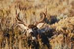 Tres hombres de Nevada son condenados por usar un dron para cazar a un venado mulo