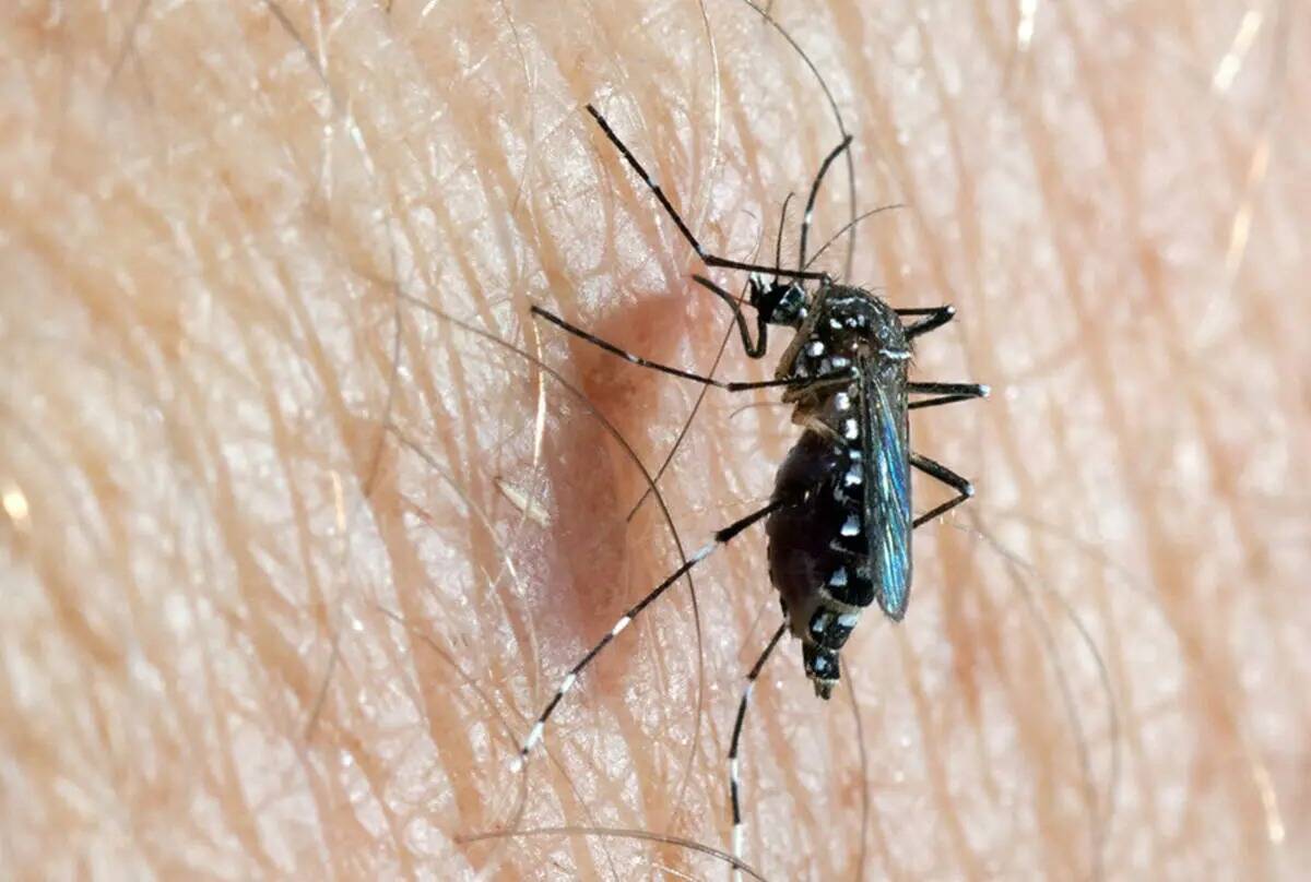 Los mosquitos Aedes son pequeños mosquitos de color oscuro con marcas blancas en forma de lira ...