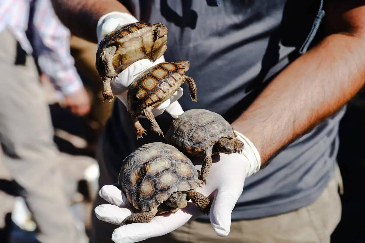El voluntario Joe Casalino sostiene tortugas del desierto que serán liberadas en el desierto d ...