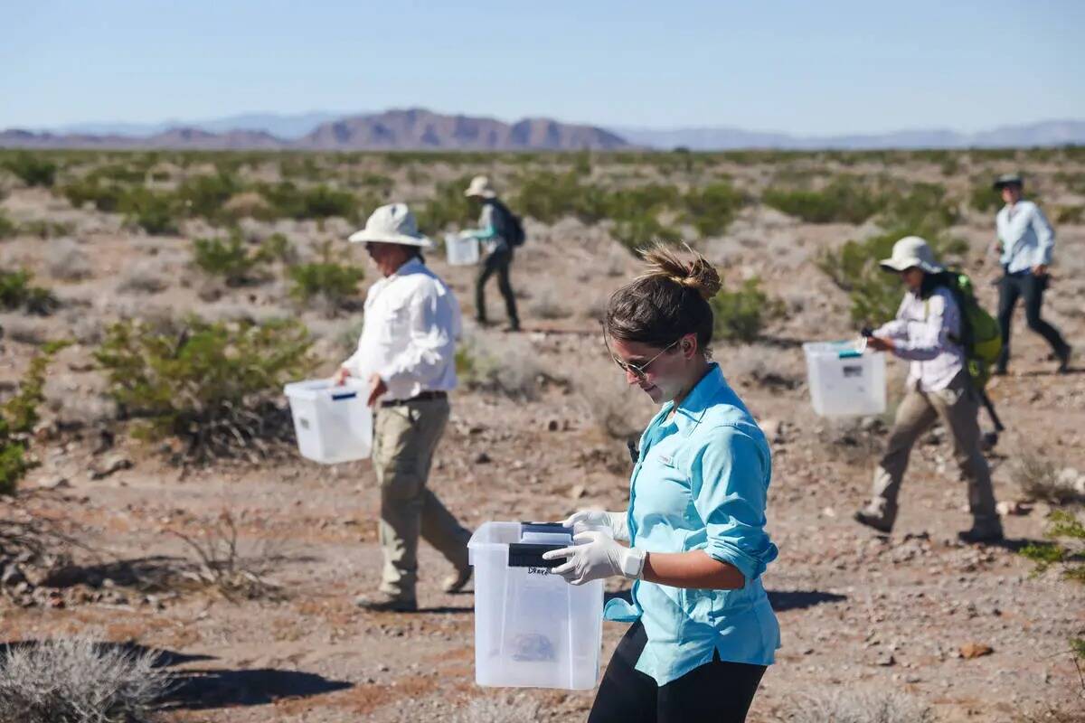 La voluntaria Alea Goodman y otros voluntarios se despliegan para liberar tortugas del desierto ...