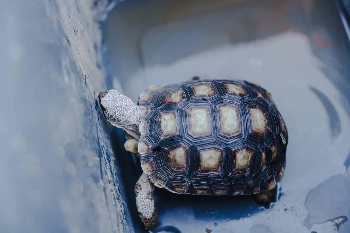 Una tortuga del desierto que será liberada en el desierto de Boulder City el miércoles 4 de o ...