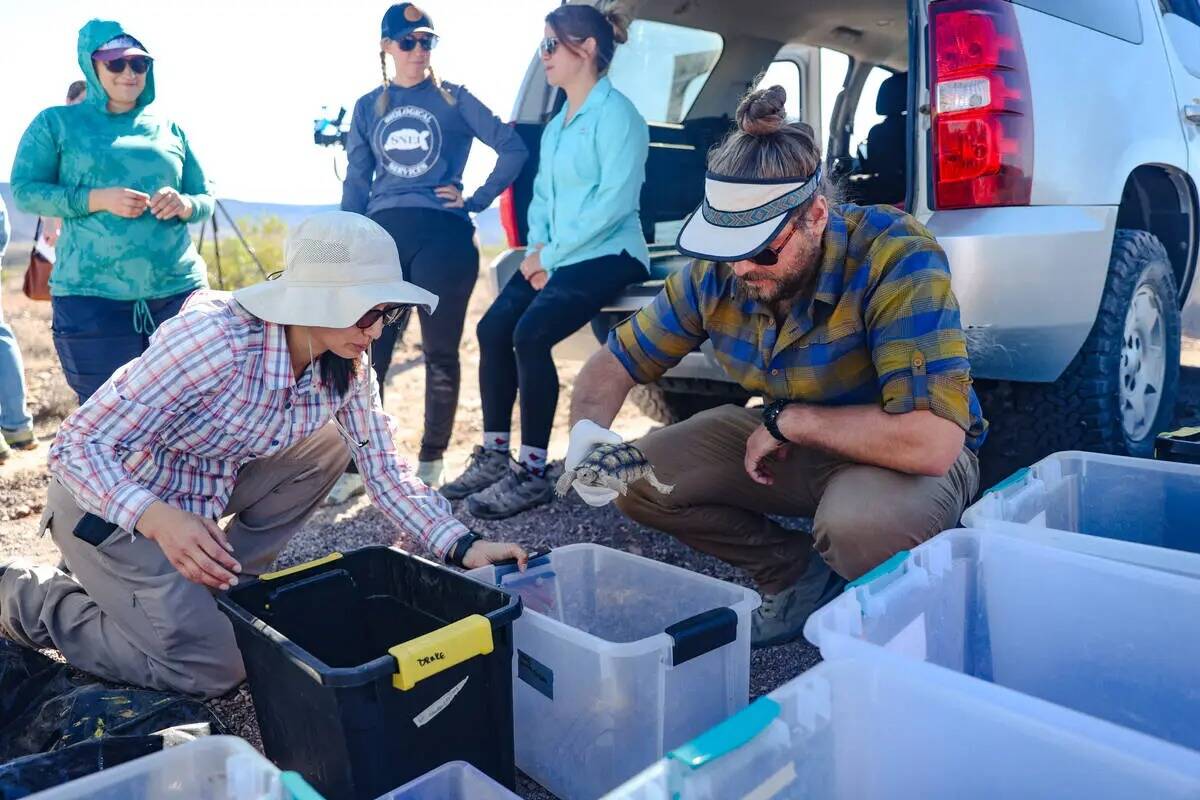 El voluntario Mitchell Gresock sostiene una tortuga del desierto que será liberada en el desie ...