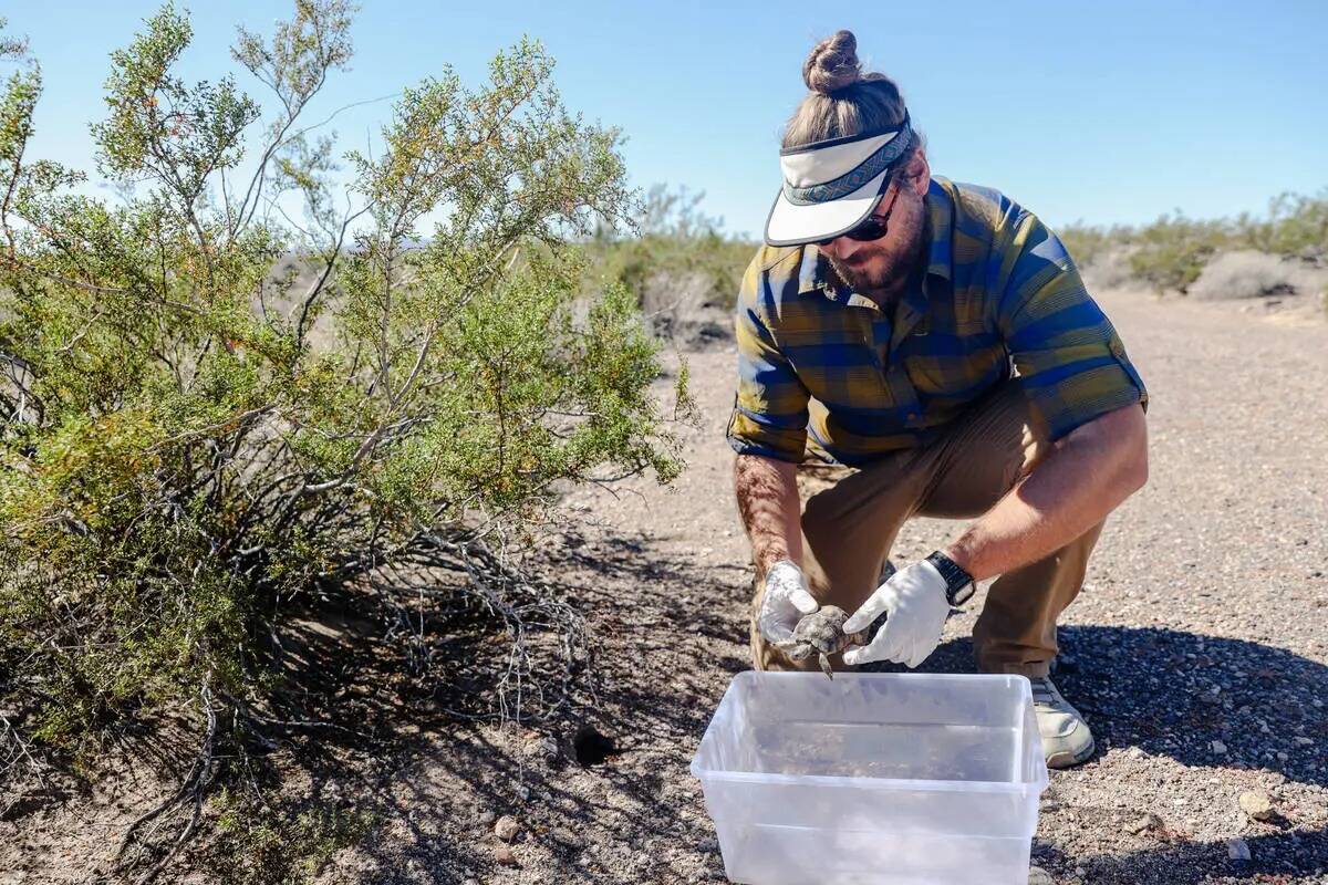 El voluntario Mitchell Gresock libera una tortuga del desierto en el desierto de Boulder City e ...