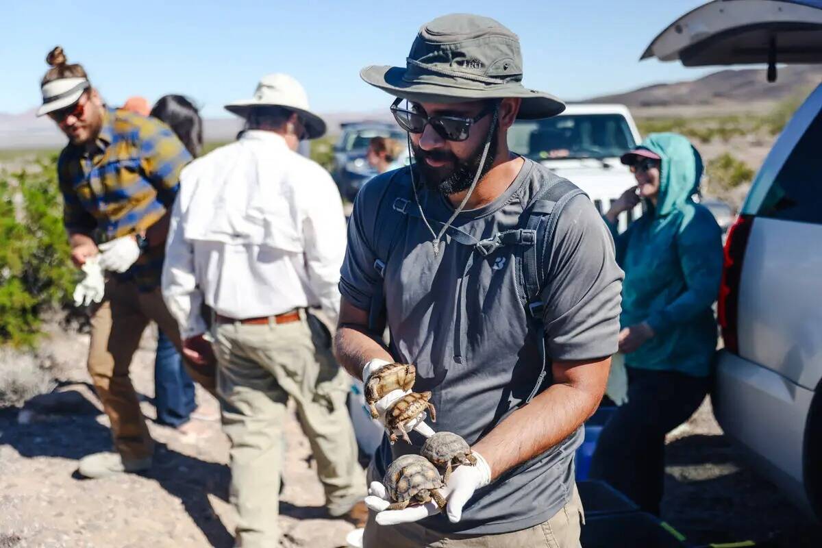 El voluntario Joe Casalino sostiene tortugas del desierto que serán liberadas en el desierto d ...