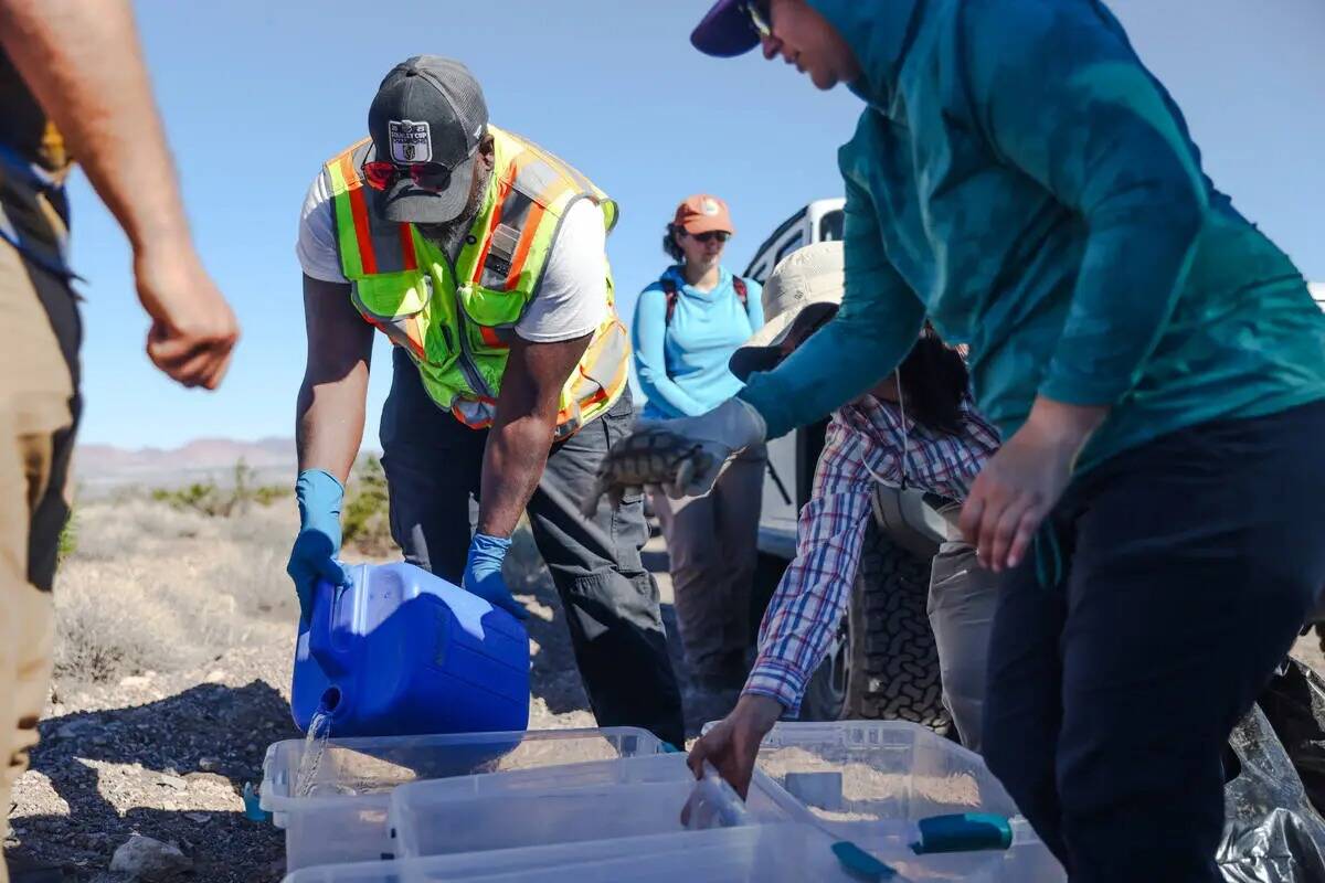 El voluntario Robert Smith vierte agua en recipientes que contienen tortugas del desierto para ...