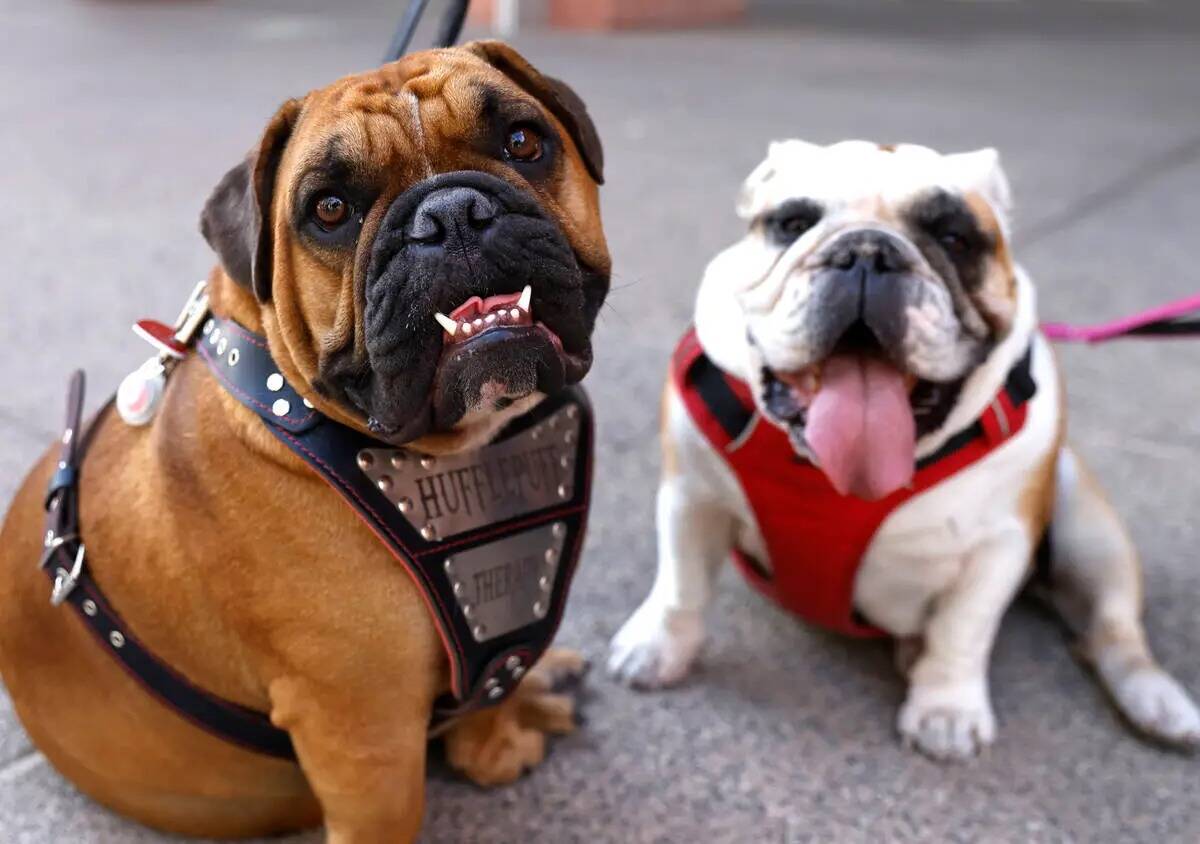 Hufflepuff, izquierda, y Scarlett, ambos perros de terapia, se sientan fuera del Centro Regiona ...