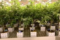 Una de las salas de cultivo de marihuana Exhale Nevada, en Las Vegas, el jueves 28 de junio de ...
