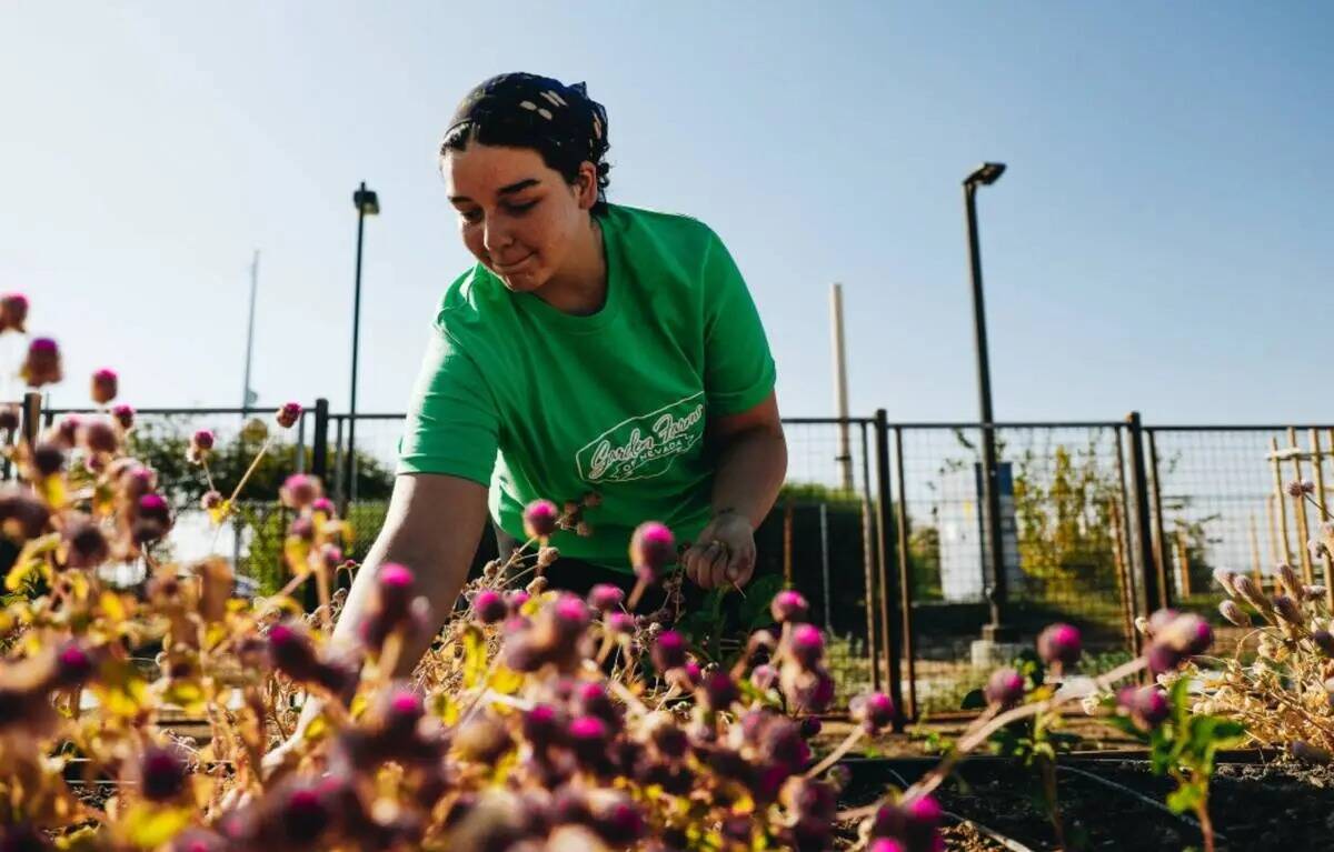 Anna Richey atiende a una de las camas del jardín en Pumpkin Park el jueves 26 de octubre de 2 ...