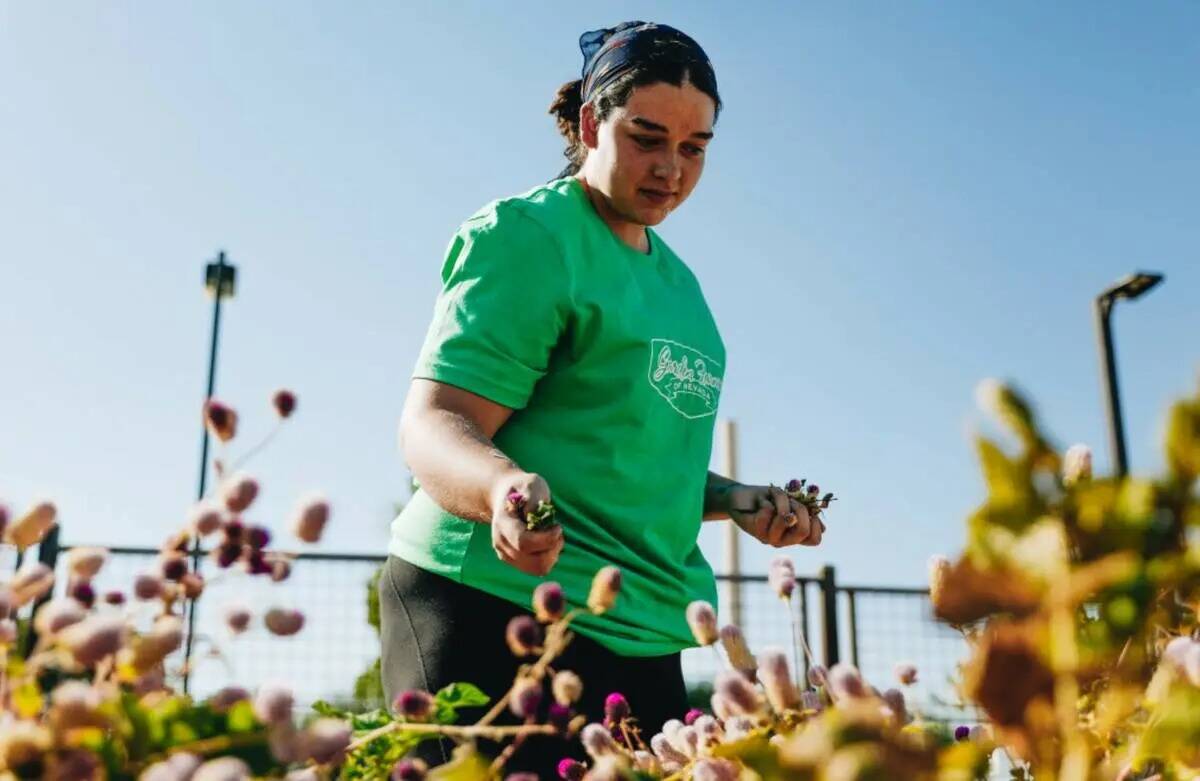 Anna Richey se ocupa de uno de los parterres de Pumpkin Park el jueves 26 de octubre de 2023, e ...