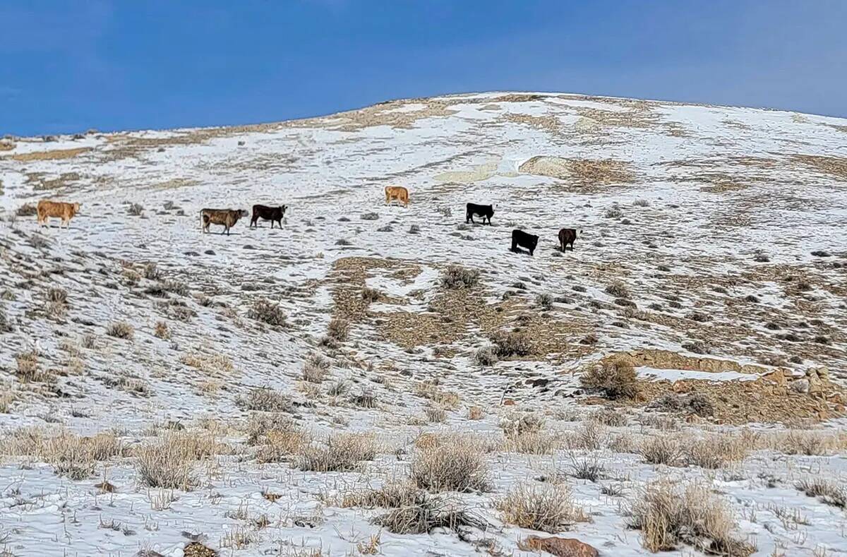 Esta foto proporcionada por Center for Biological Diversity muestra siete vacas vistas dentro d ...