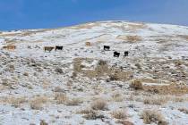 Esta foto proporcionada por Center for Biological Diversity muestra siete vacas vistas dentro d ...