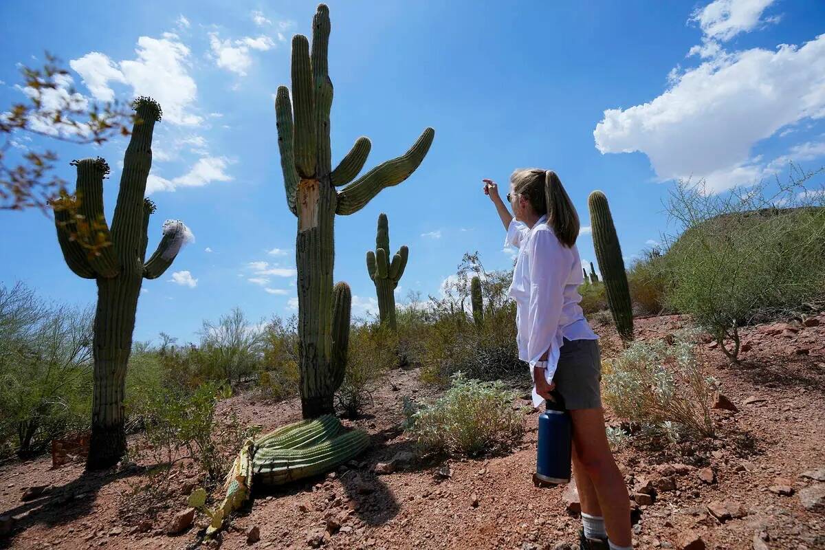 Kristen Kindl, del Desert Botanical Garden, examina un cactus saguaro dañado tras desprenderse ...